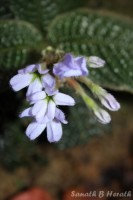 Acranthera ceylanica Arn. ex Meisn.